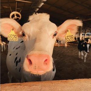 Meet your Posher, Vivian